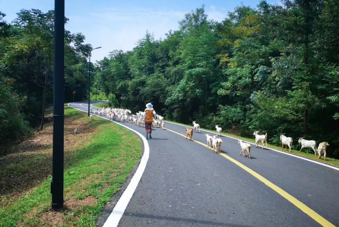 穿过喧嚣 走进时光·来高淳东坝看美丽乡村-5