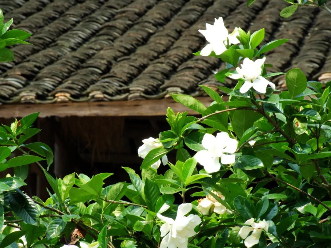 疗愈花园丨英国丨Alan Williams 和 Jo Whiley-53