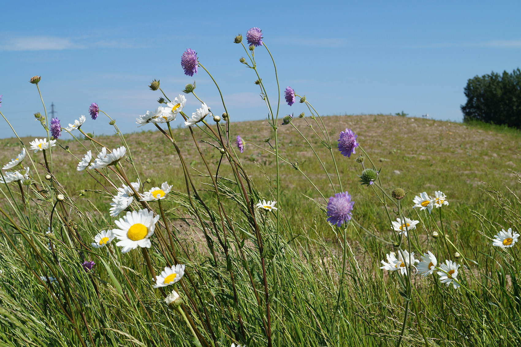 MAX IV 实验室周边景观规划，瑞典 / Snøhetta-56