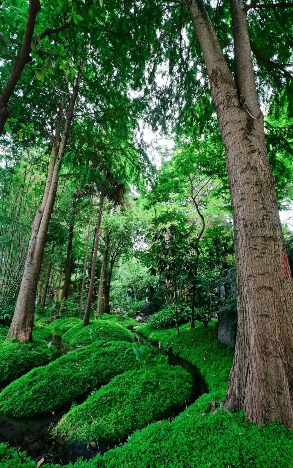 成都文旅集团旗下锦江公园斩获国际大奖-64