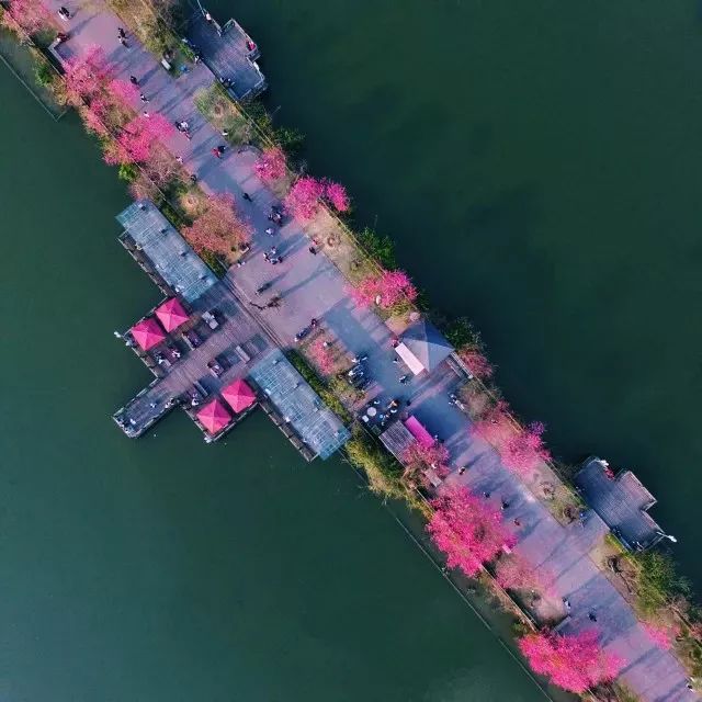 四月花海 | 迪拜奇迹花园的植栽设计-18