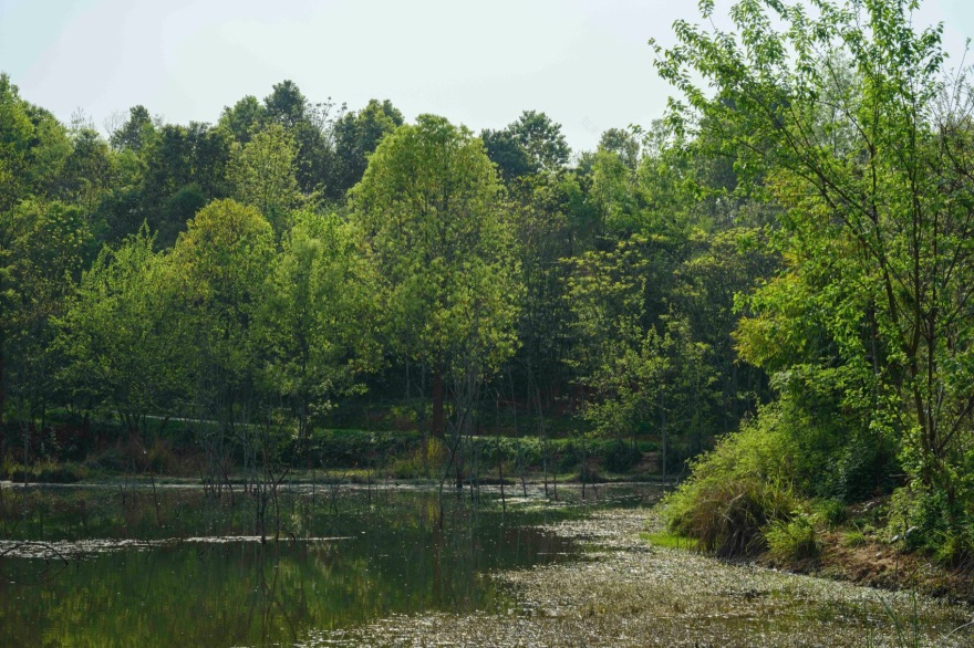 麓野公园丨中国成都丨四川乐道景观设计有限公司-231