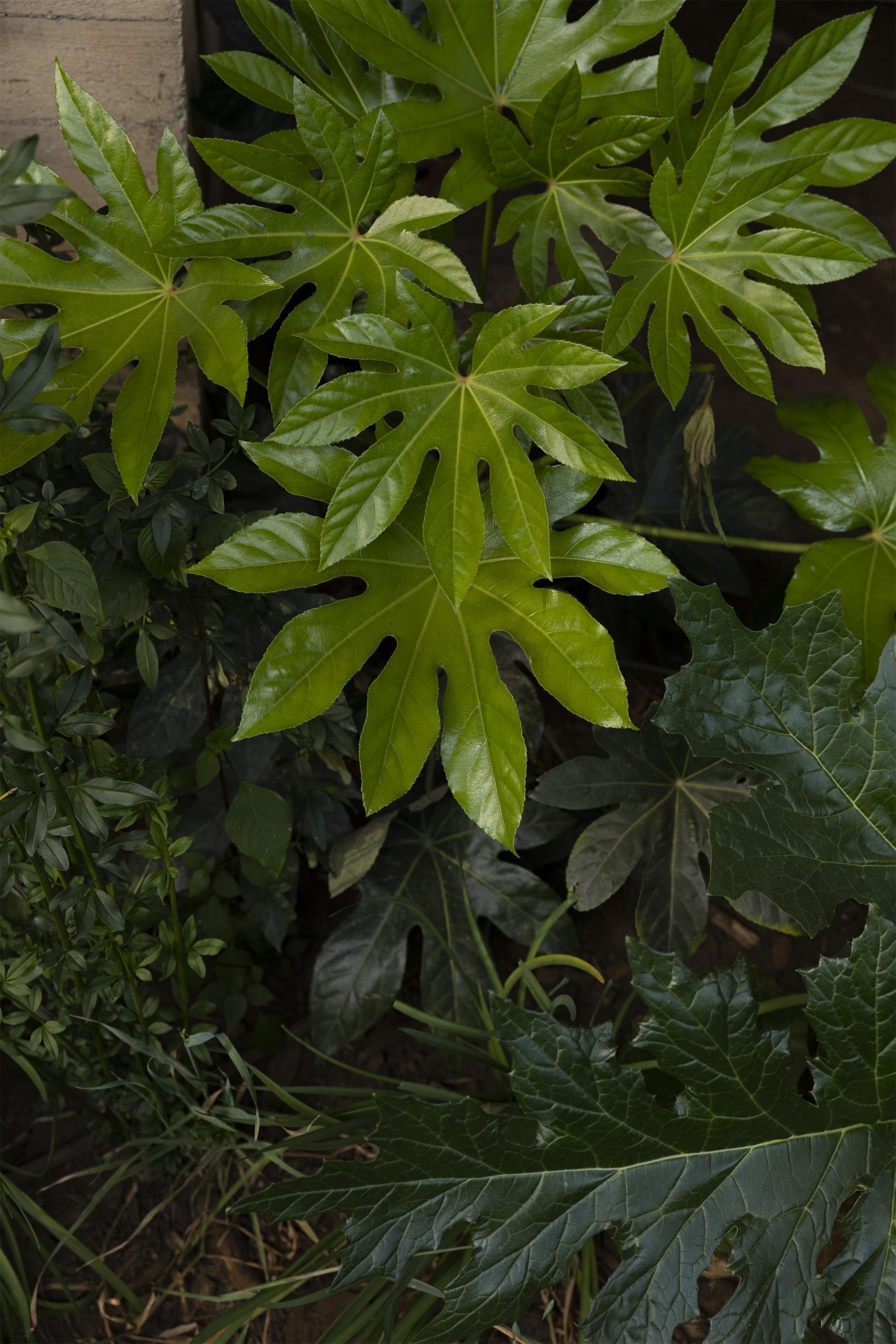 墨西哥森林花园-21