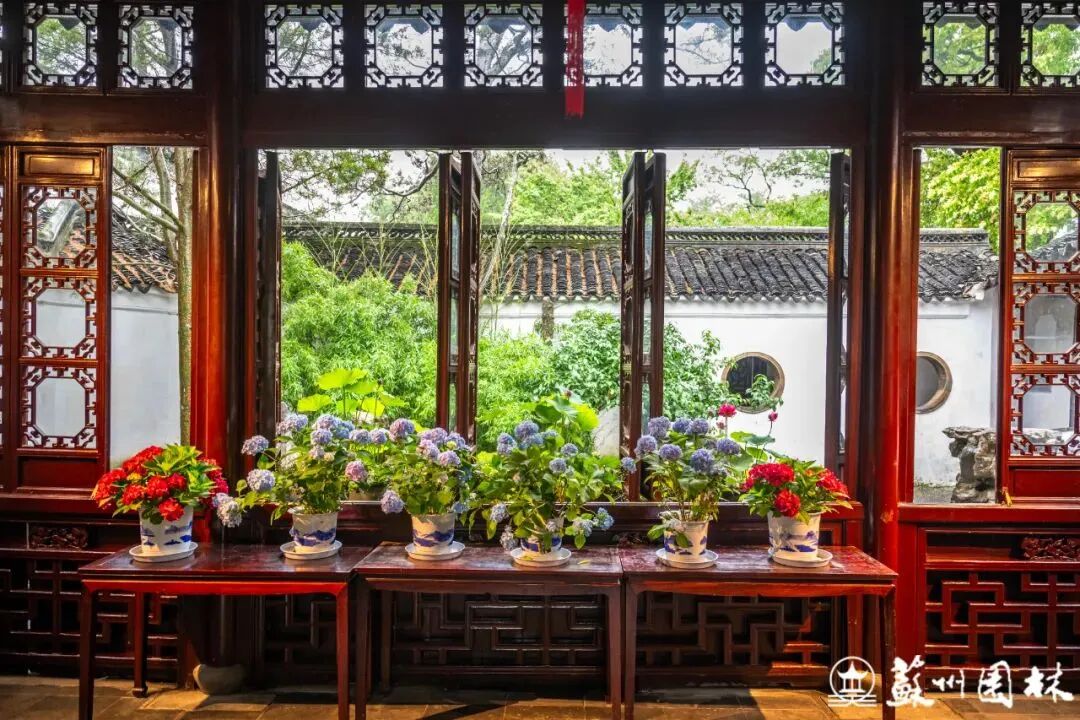 轻舟端阳！狮子林冷色系主题花境上新！-18