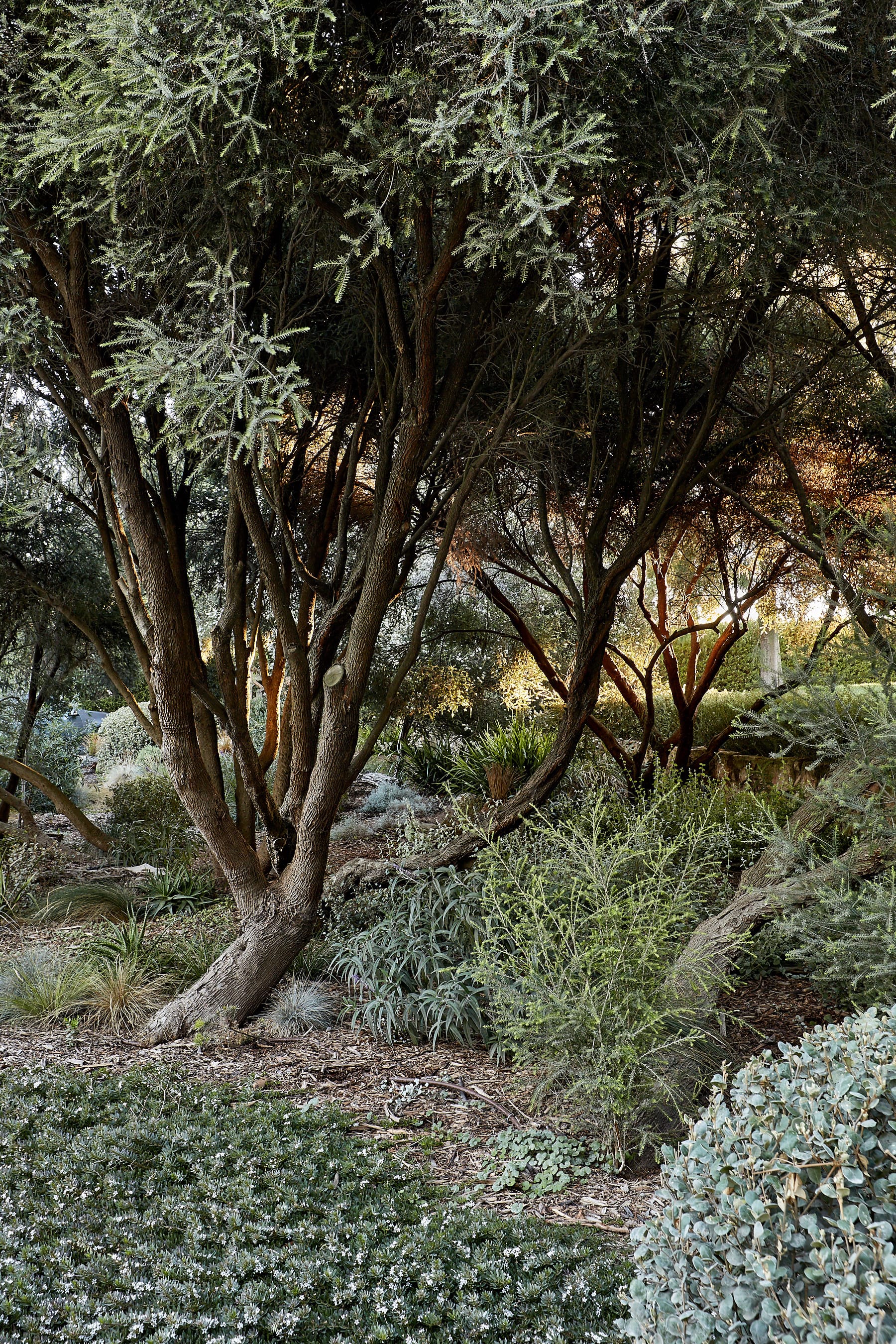 莫宁顿梦境花园-37