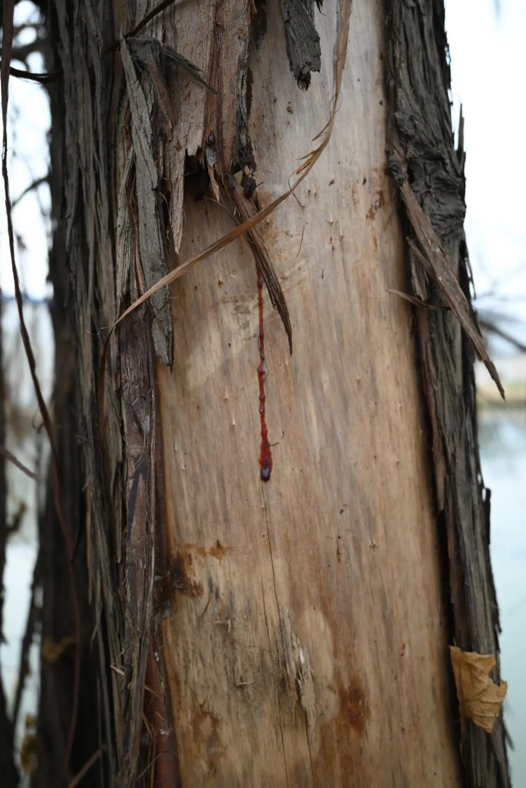陈海峰  影像纪实 / 东湖之上-13
