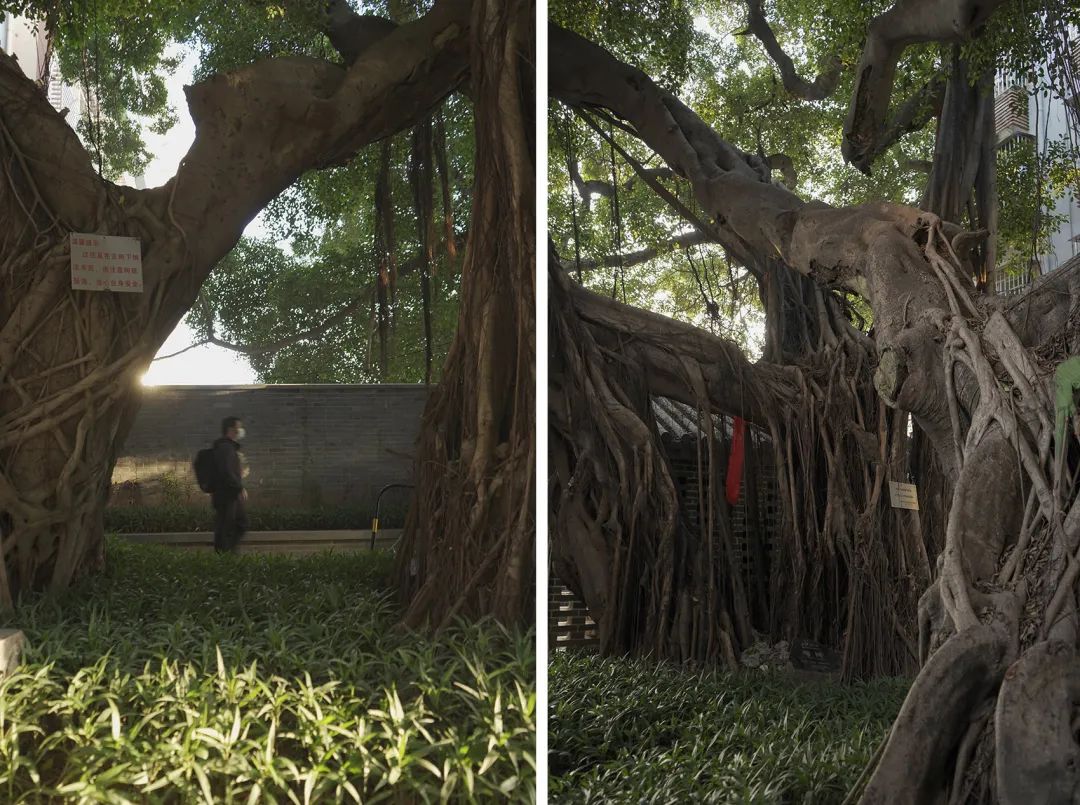 深圳宝安灶下村景观改造丨中国深圳丨深圳自组空间-47