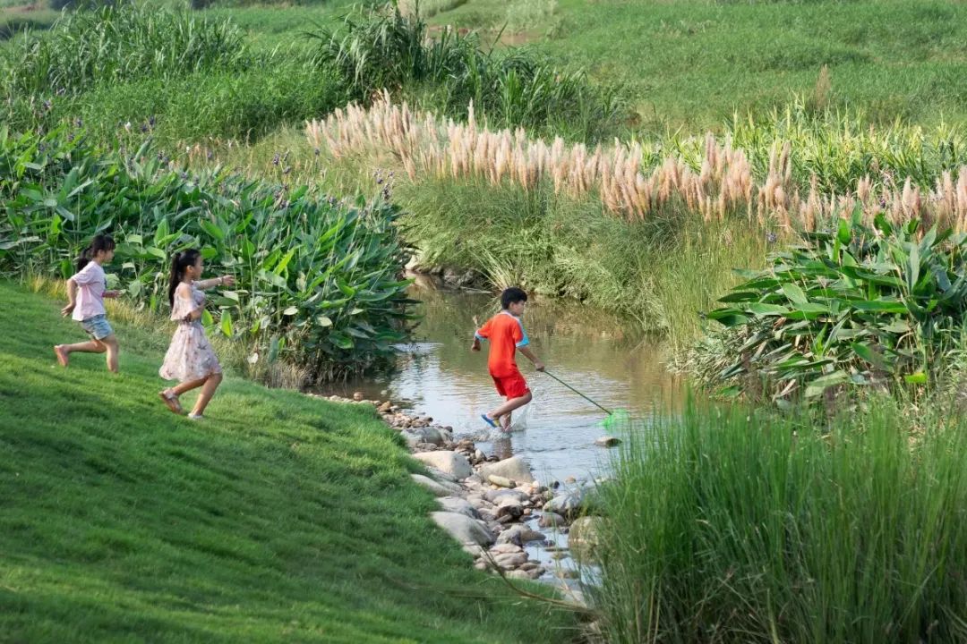 茅洲河碧道·光明段生态修复试点-15