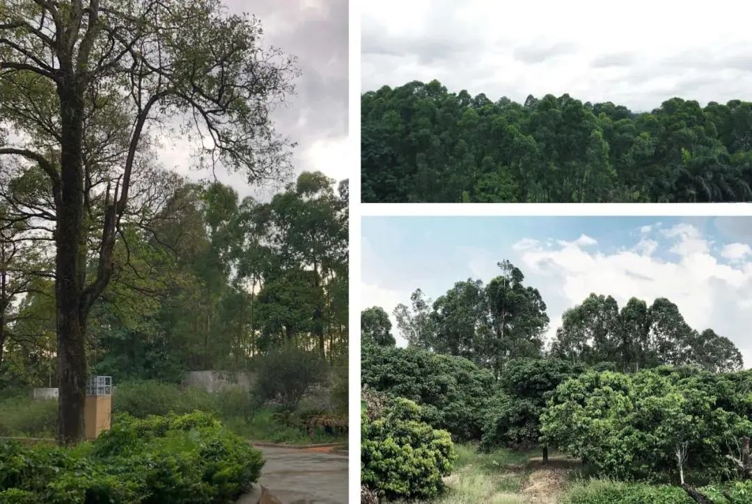 松山湖科技交流平台项目国际竞赛丨中国东莞丨迹·建筑事务所（TAO）-9