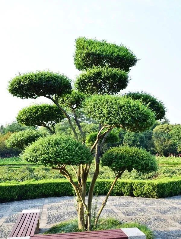 室内设计打造造型植物的独特魅力丨艺汉卿-11