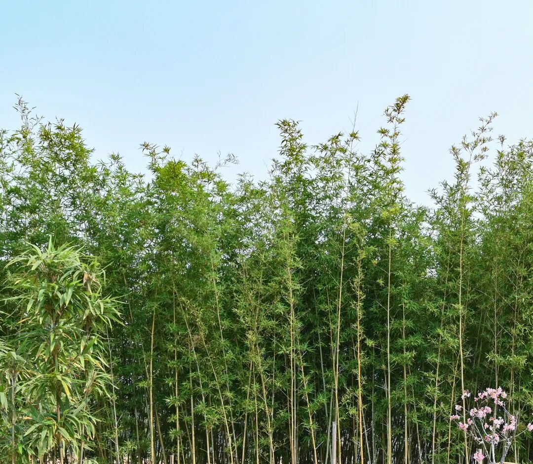 广宁竹海公园|构建绿美竹韵之路-30