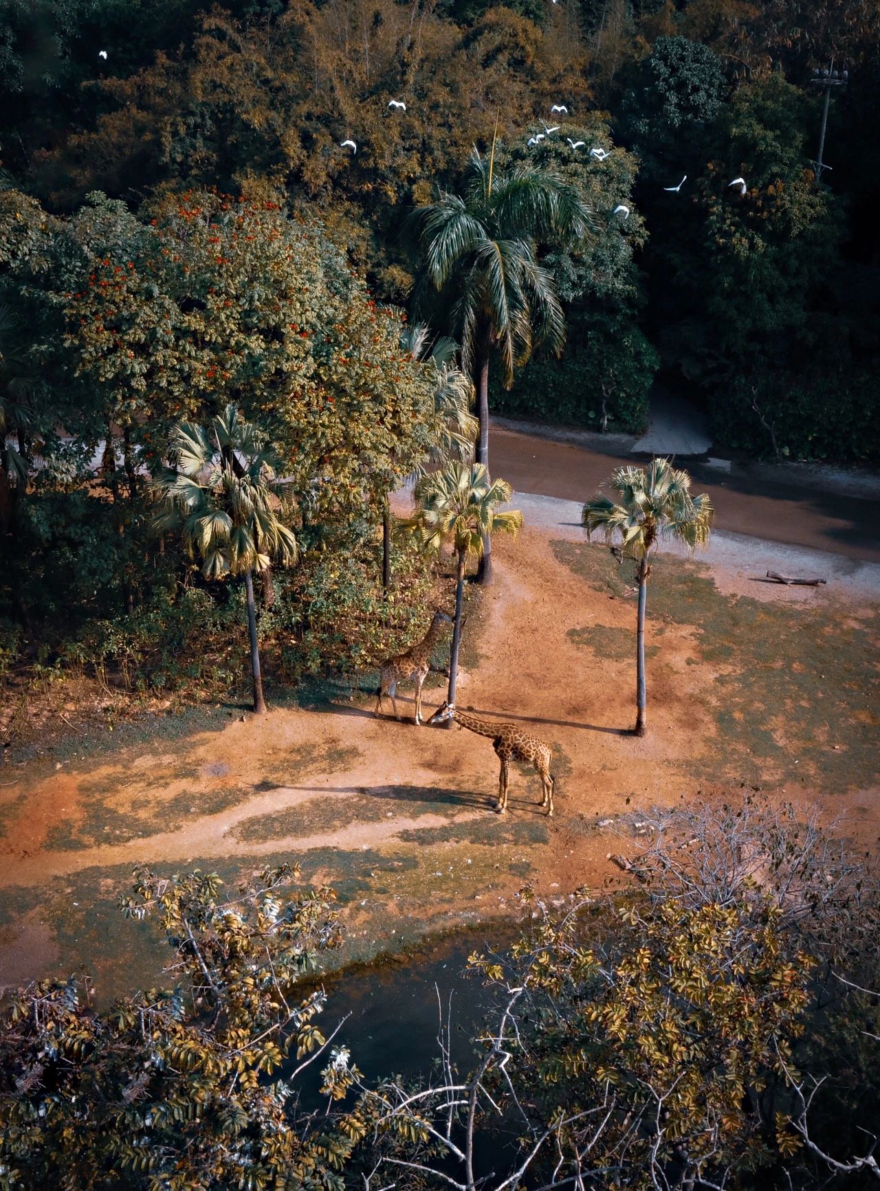 广州长隆越秀瑞麓府样板房建面约253,205m²户型丨中国广州丨硬装矩阵纵横,软装矩阵鸣翠-51