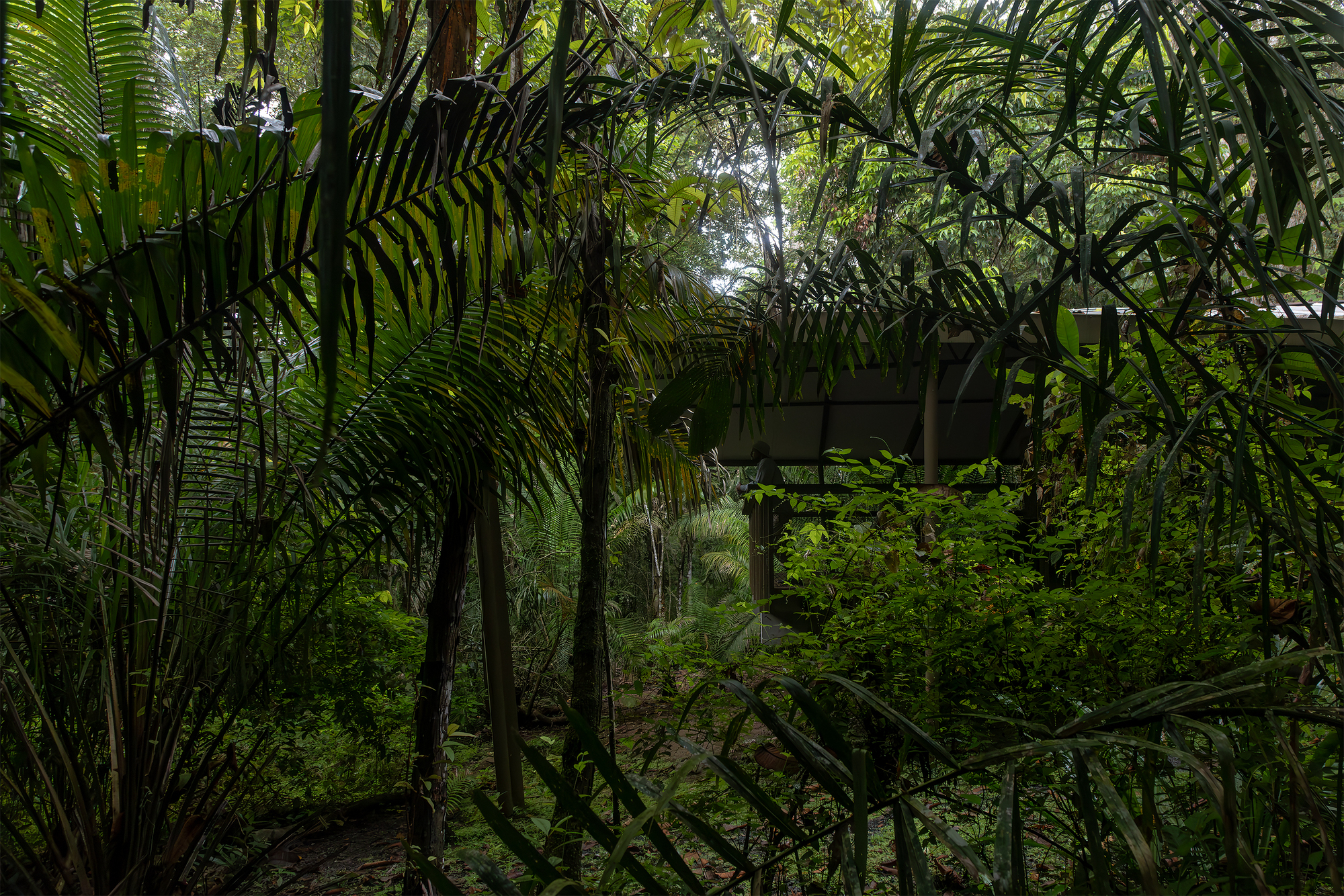 Refuge in the Rainforest - Tour Guide Training Center / Héctor Ayarza + Estudio Garúa-32