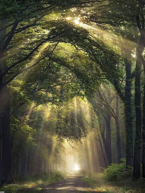 梦境森林 · 无锡旭辉·敔山公元售楼处设计丨中国无锡丨赛拉维设计 CLV.DESIGN-0