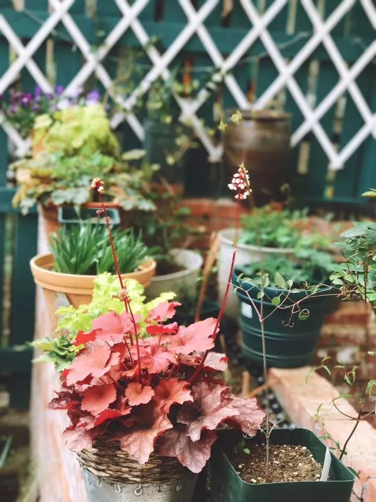 90后夫妻用4年时间，在魔都造了60平米花园，遛狗逗猫，好不惬意~-41