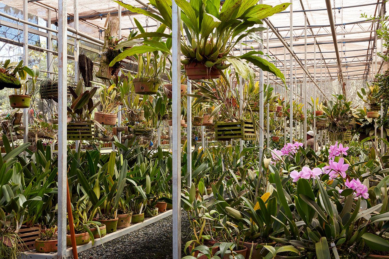 Casa das Orquídeas（巴西 MG 州 Casa das Orquídeas）-41