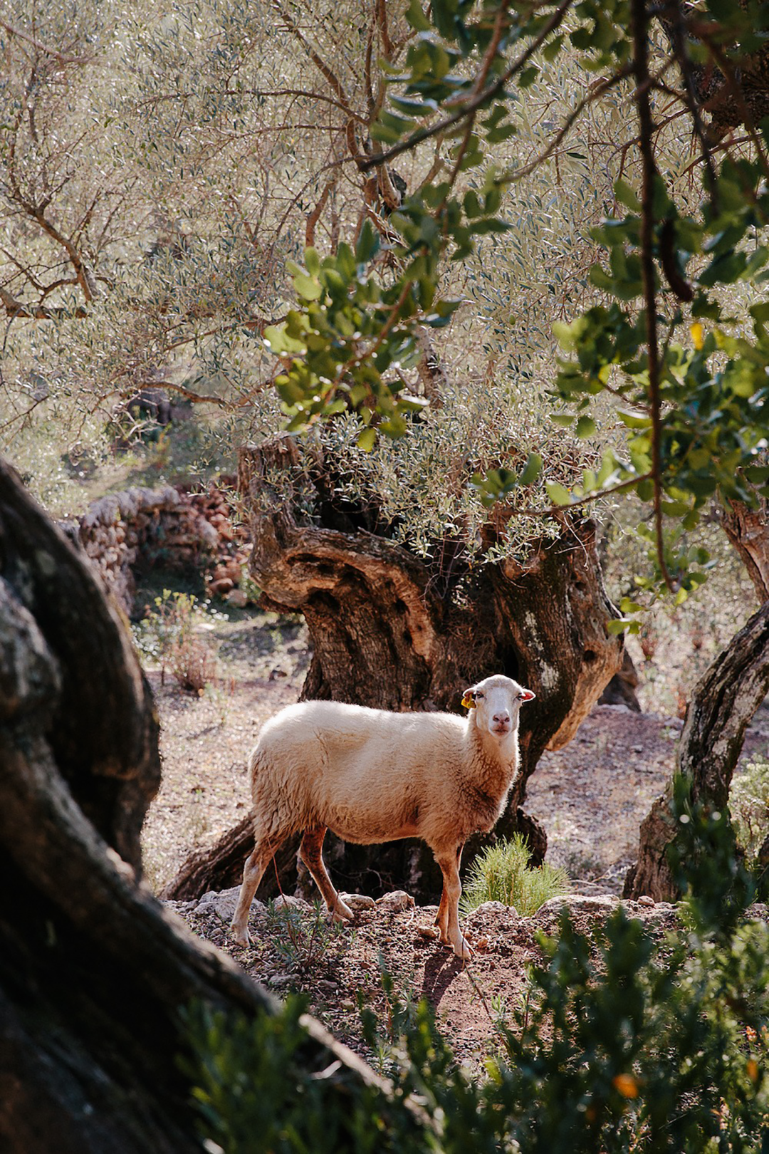 马洛卡隐秘自然疗愈酒店·She She Retreats丨西班牙丨Albertine van Iterson-14