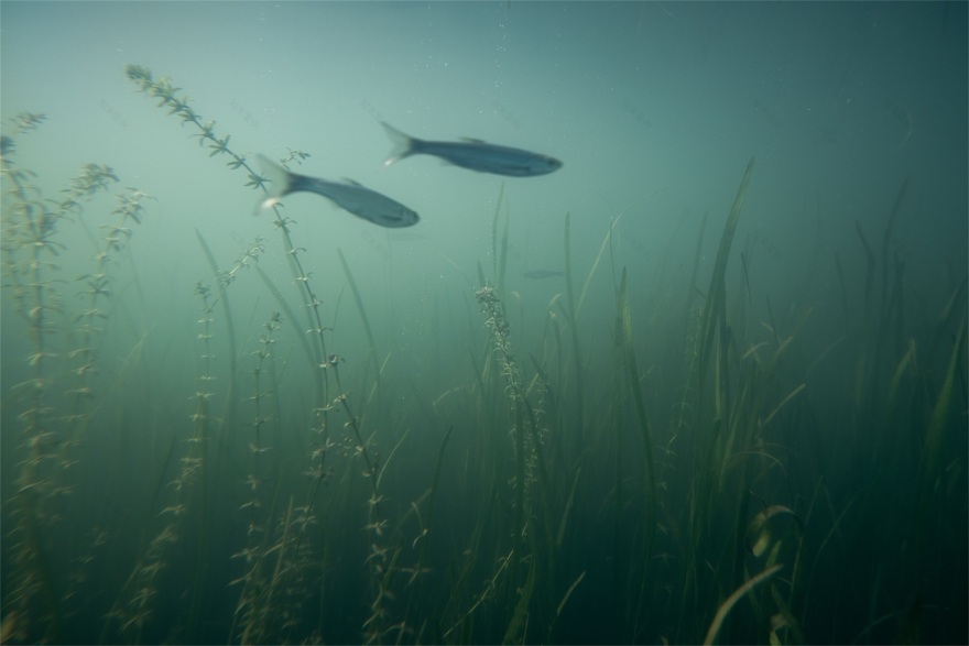 成都兴隆湖·湖畔森林图书馆丨中国成都丨昱道景观-24