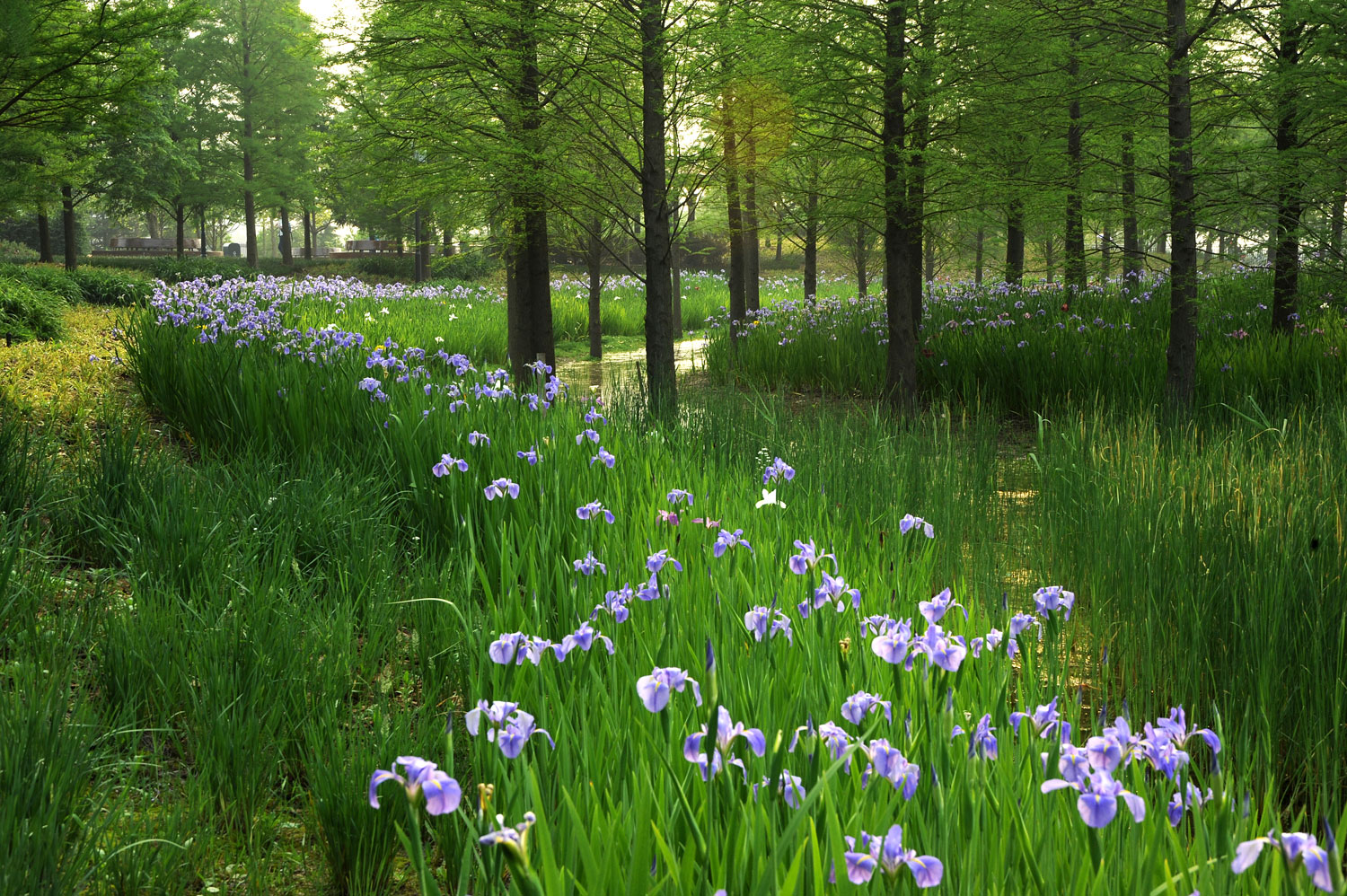 嘉定石冈门塘湿地公园-6