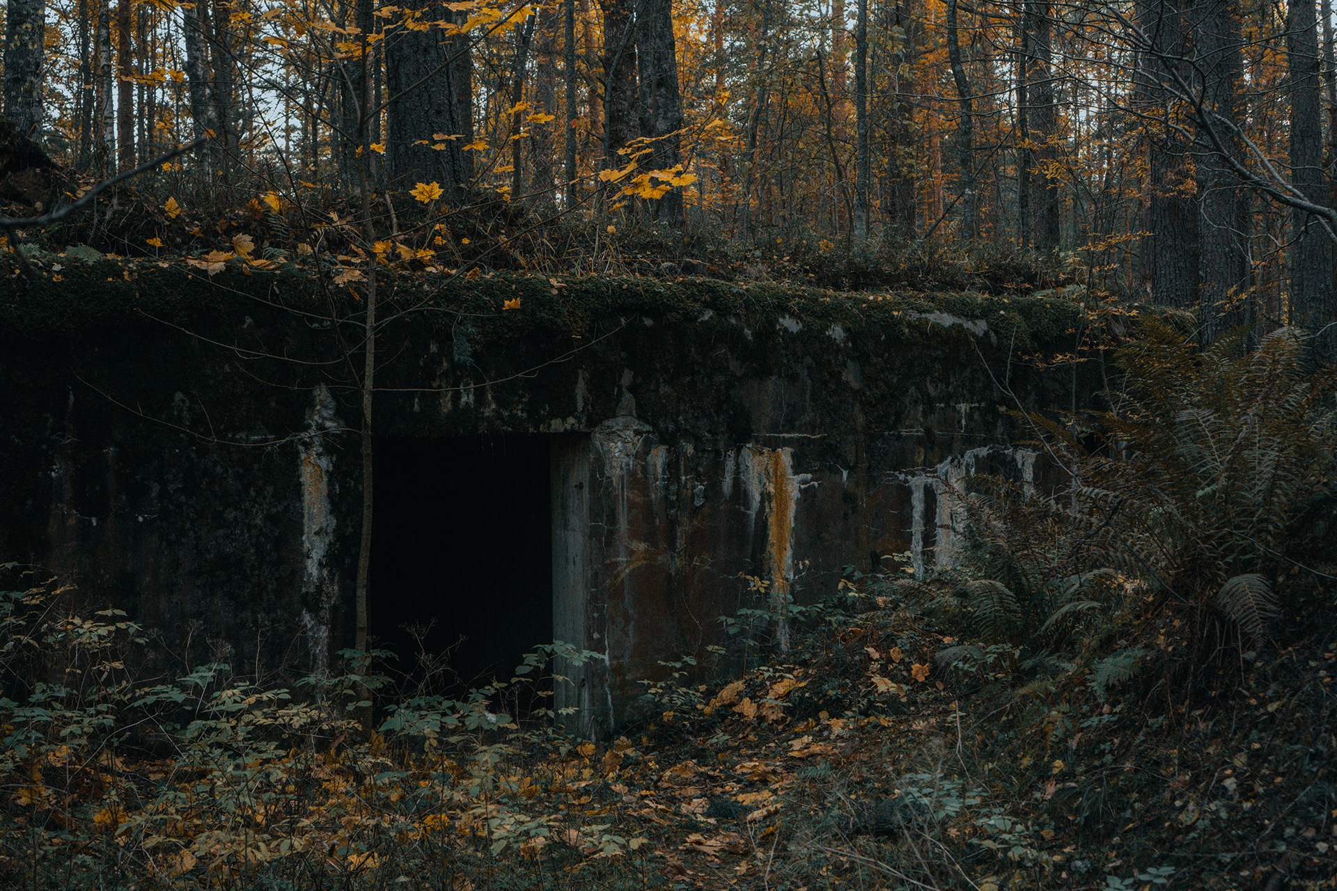 俄罗斯列宁格勒地区森林探险-12