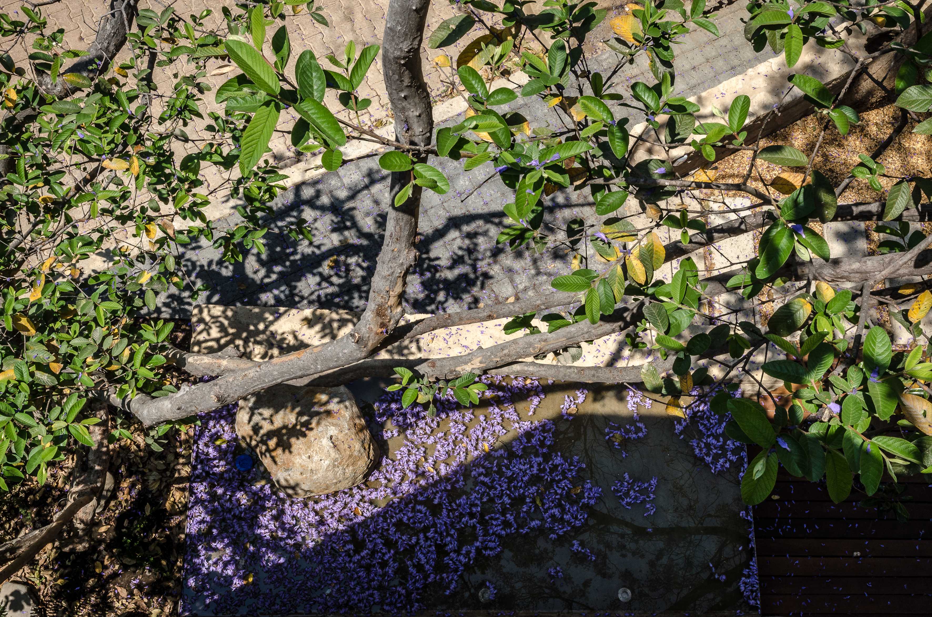 卡萨基埃塔 12 号住宅 | 自然与设计的和谐交融-43