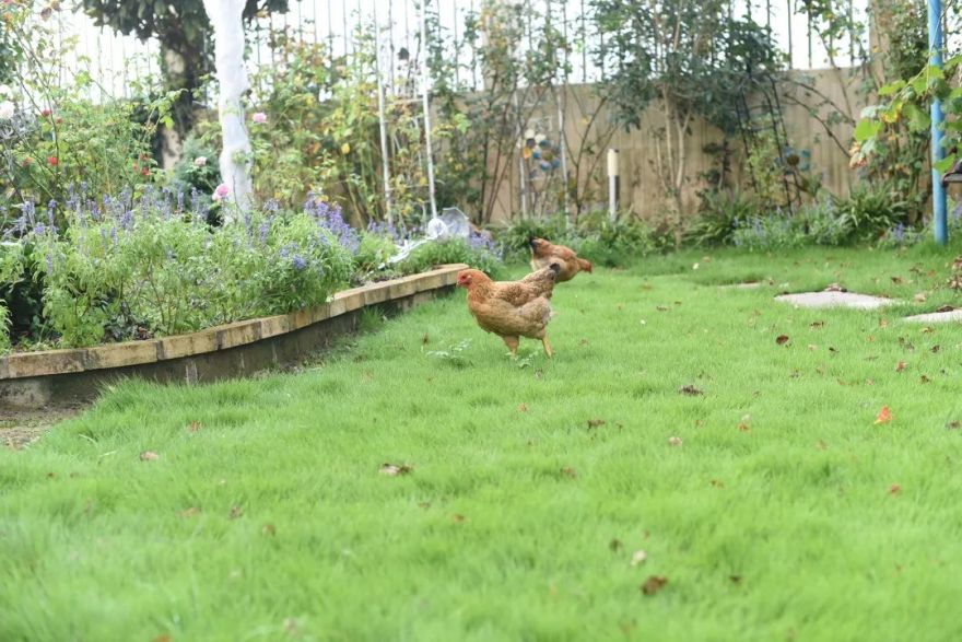 78岁爷爷改造荒废院子,为孙女建起一座花园-151