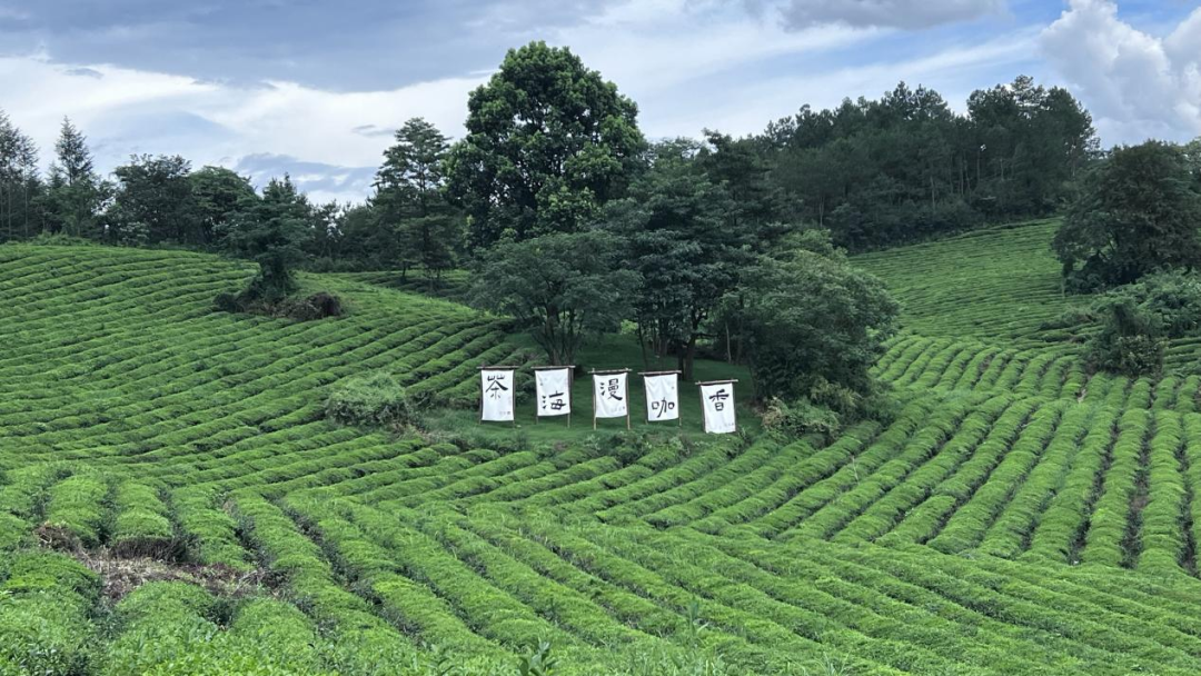 暑假背提-湖州&宣城搭建回顾|从露营地木构到茶山森林装置，探索自然与建造的共生-86