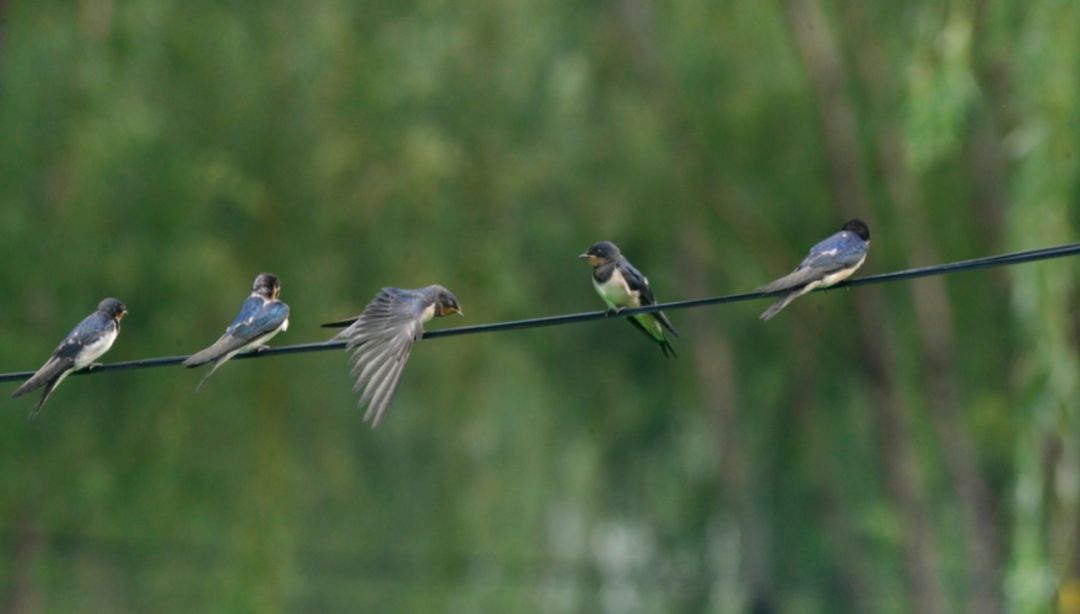 燕子的故事 | 春日里的旧时光与新生活-36