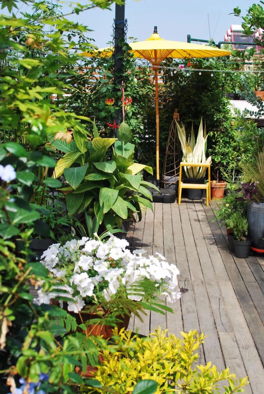 她在楼顶悄悄建了一座梦想花园,美翻了!这才是把日子过成诗的样子-68