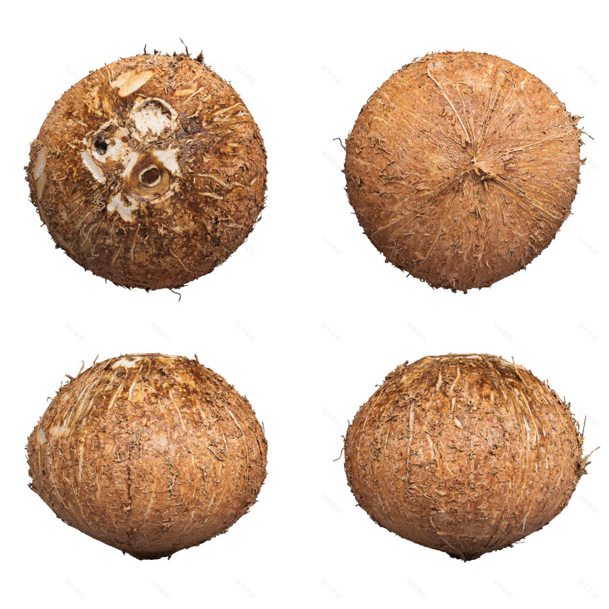 Coconut Fruit 03(3D椰子水果模型项目)-2