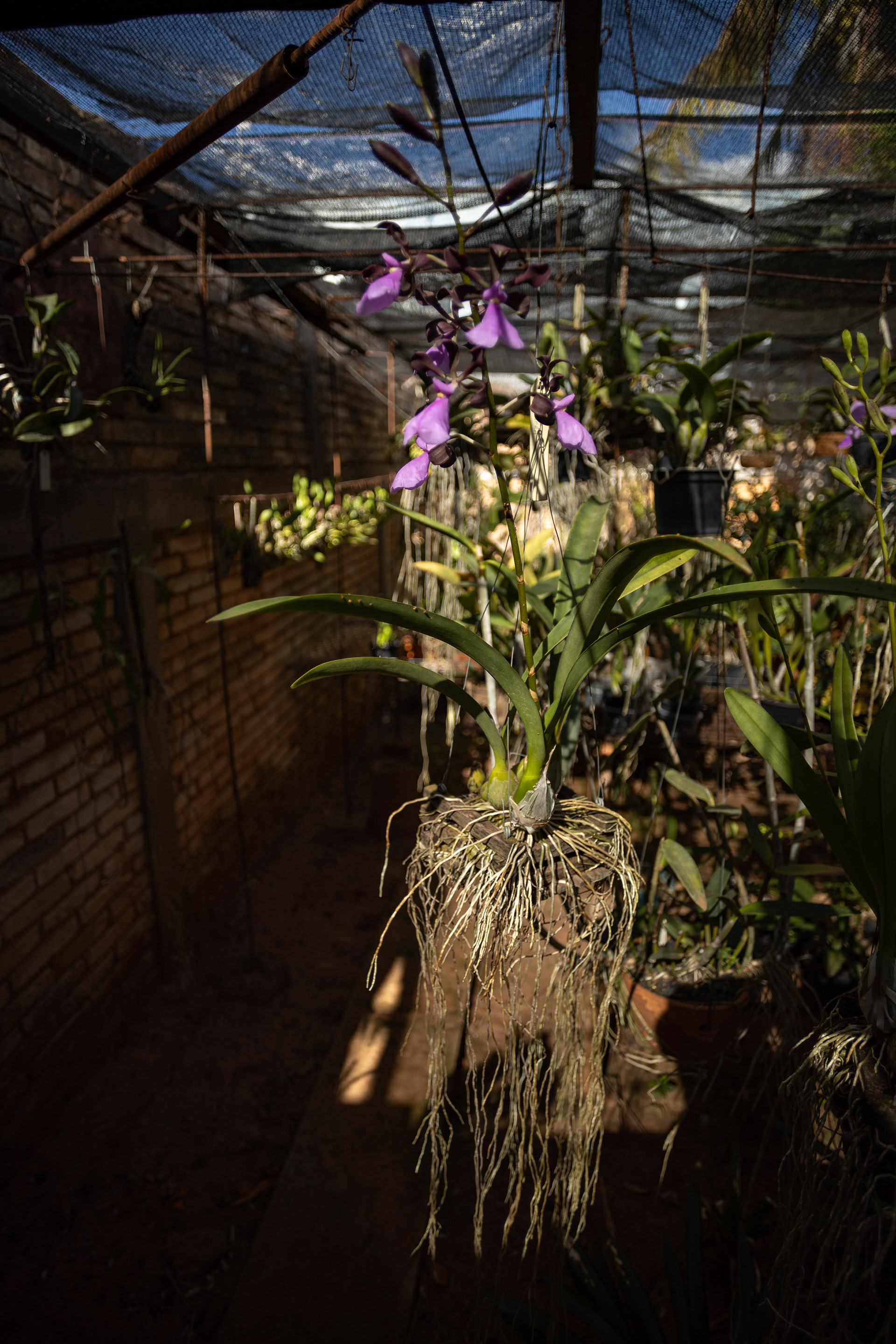 室内植物设计-10