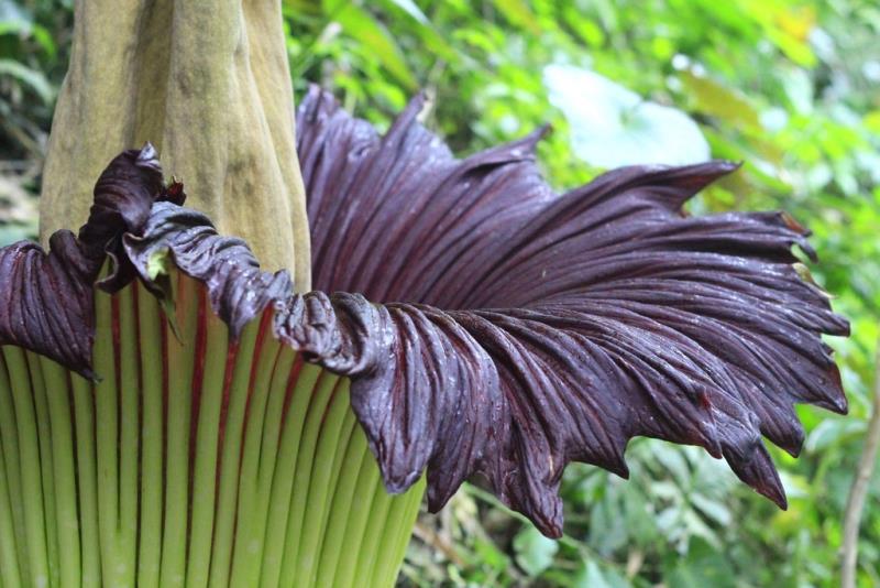 瑞士公园（Swiss Park）小区景观设计丨巴西阿克里丨景观设计师萨里塔·费尔特里尼及其丈夫建筑师吉列尔梅·巴奇-11