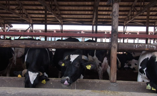 函館山プロジェクト:製材所と敷地丨究建築研究室Q  Labo.与大学研究室-22