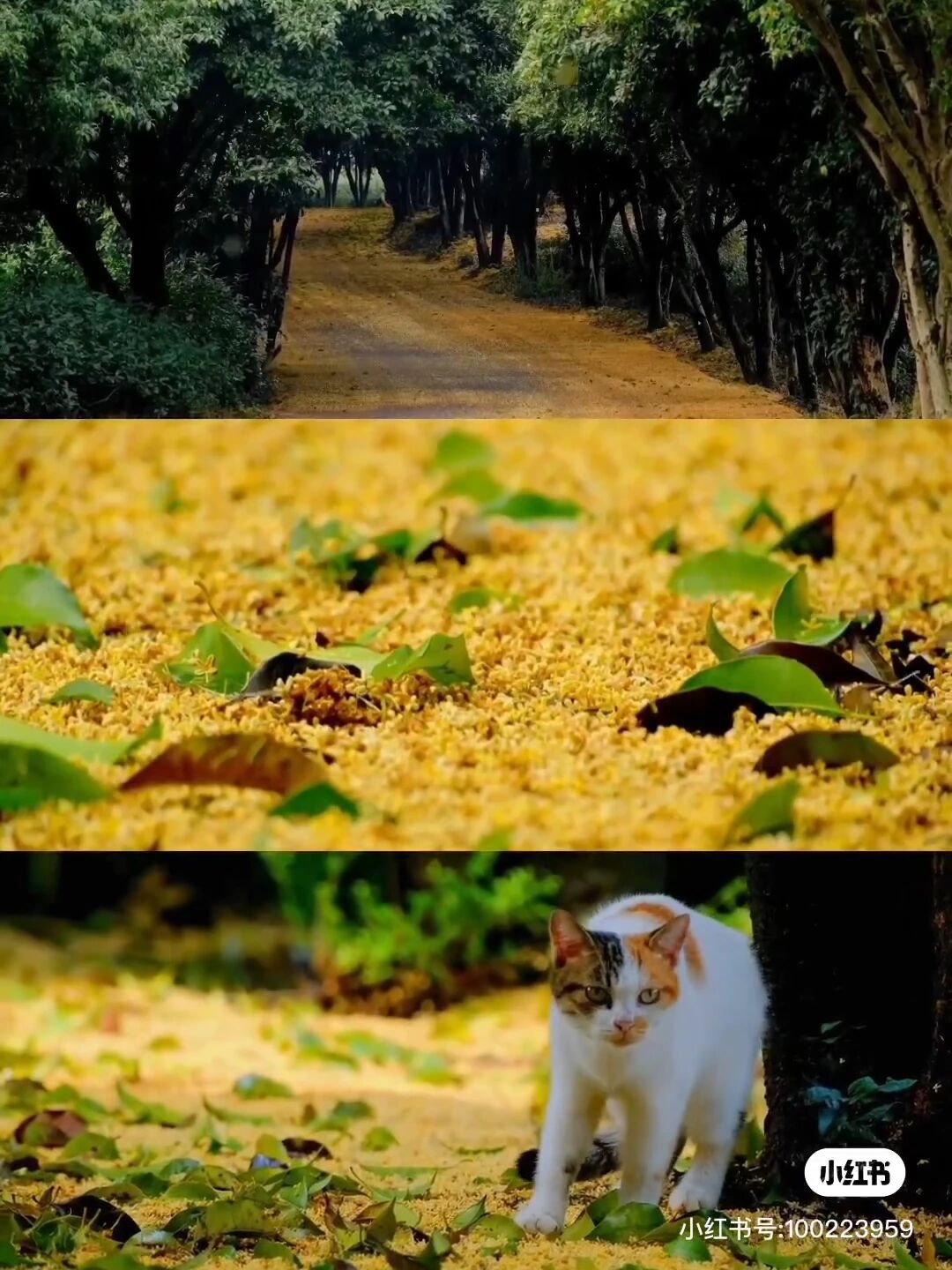 Osmanthus · 桂 · 山中料理丨中国杭州丨杭州观堂室内设计有限公司（空间）,寸村传媒（标识）-24