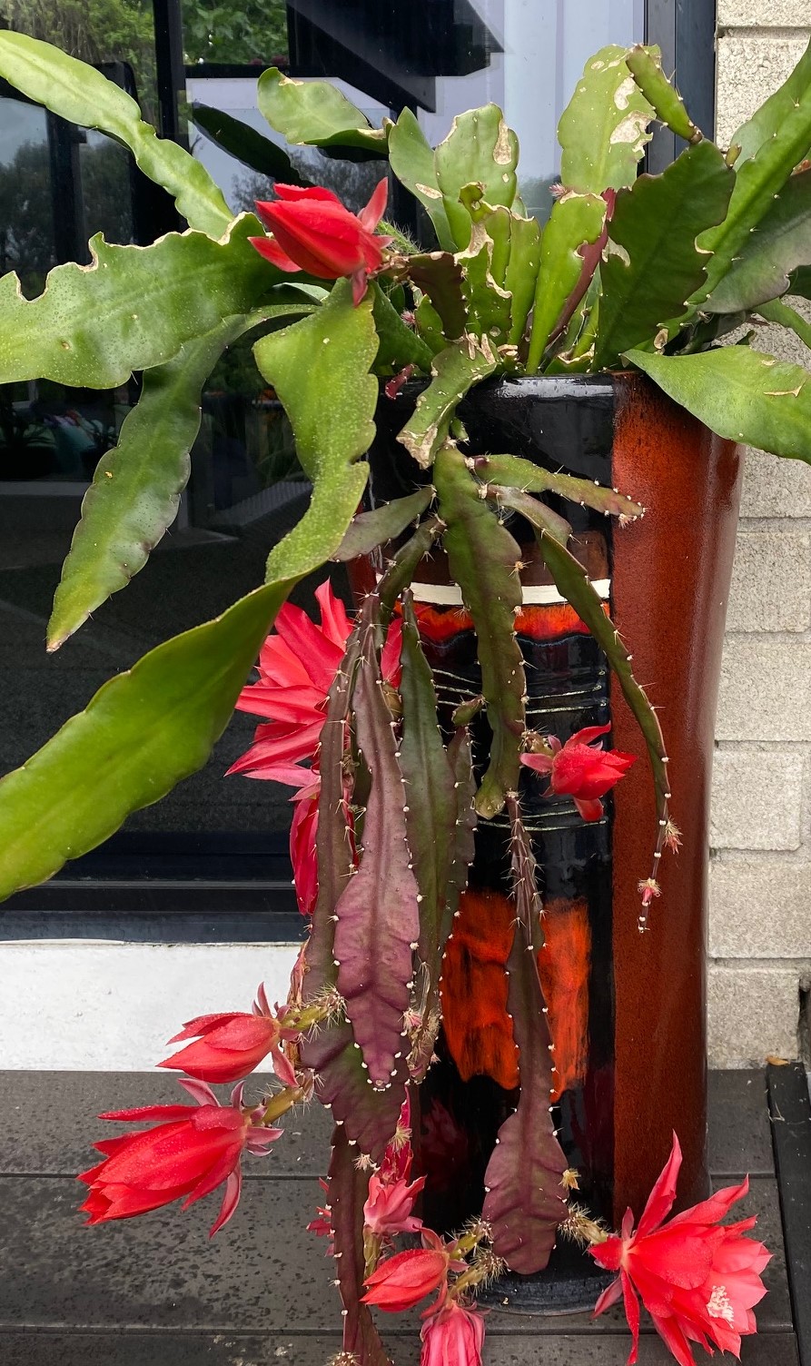 TwoConnect私人花园丨New ZealandAuckland丨Mary和Mark Jones-17