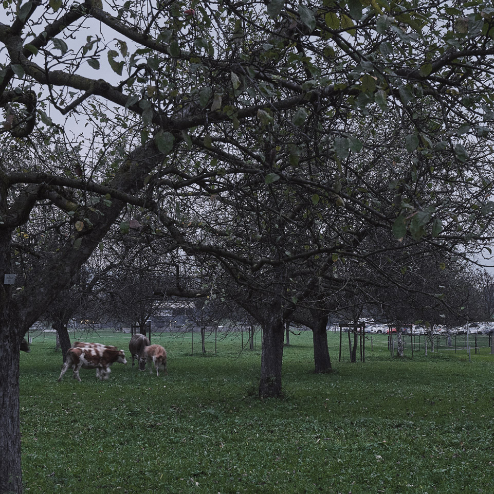 奥地利 Rheinhof 农场幼儿园丨MWArchitekten-31