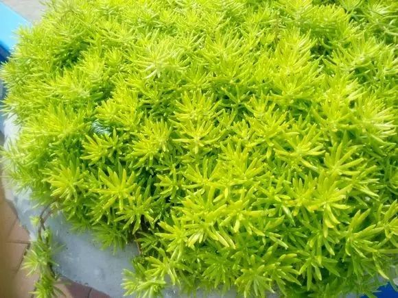 花境设计常用 60 种植物，让花园变得绚丽多彩-69