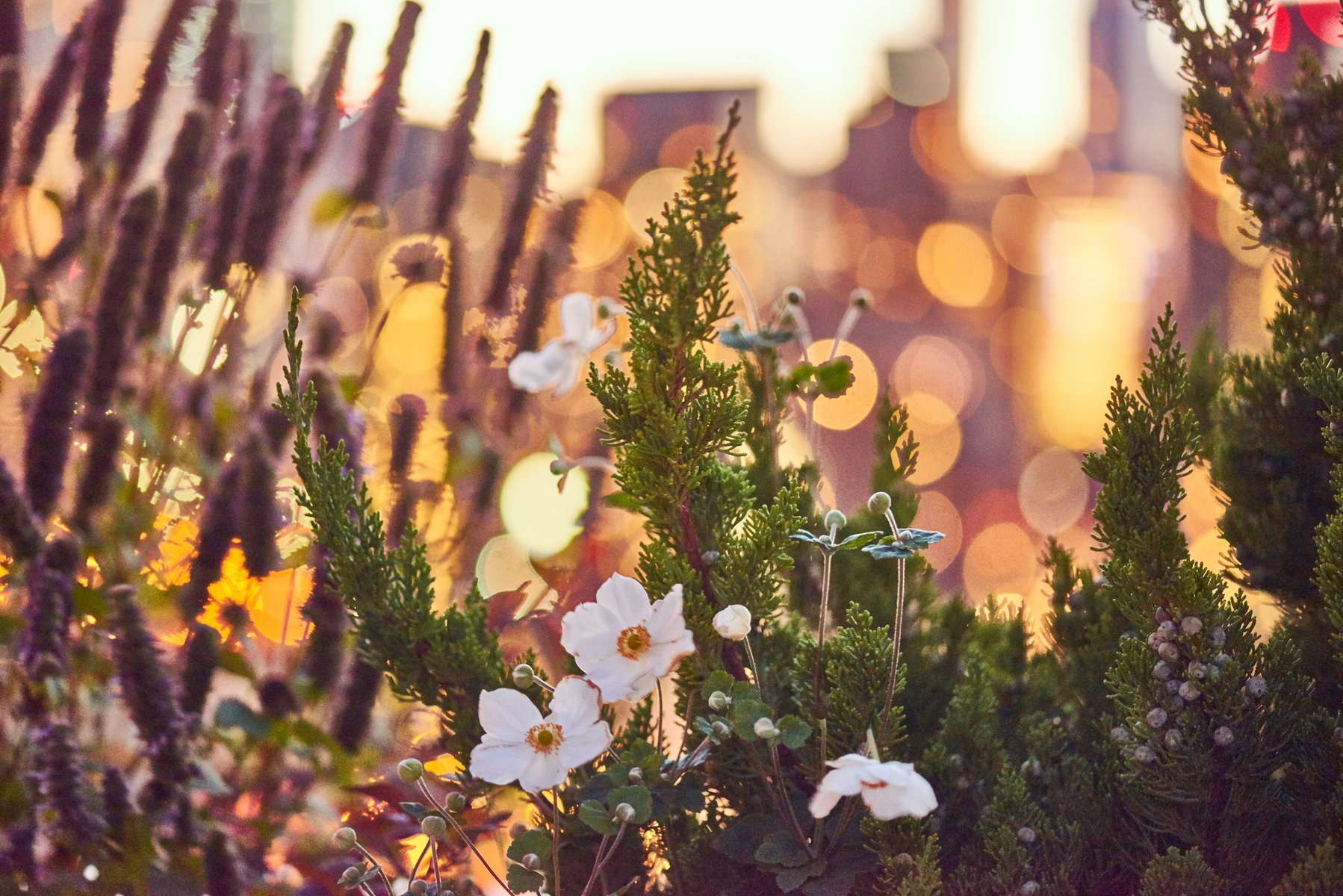 未来绿洲：河畔坊（这里Riverwalk Point意译为河畔坊，具体可根据该地点官方精准名称来定，因为这是专有名词，坊常用于代表特定区域的地方名称） 丨洪都拉斯约罗丨Future Green Studio-31