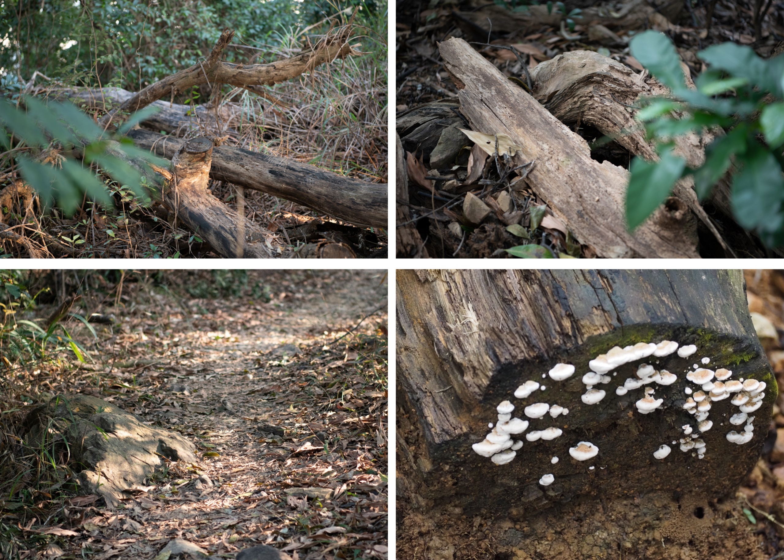 深圳市罗湖区东湖公园郊野径 – 莲塘口岸线丨中国深圳丨深圳市未名设计顾问有限公司 （WMLA）-100