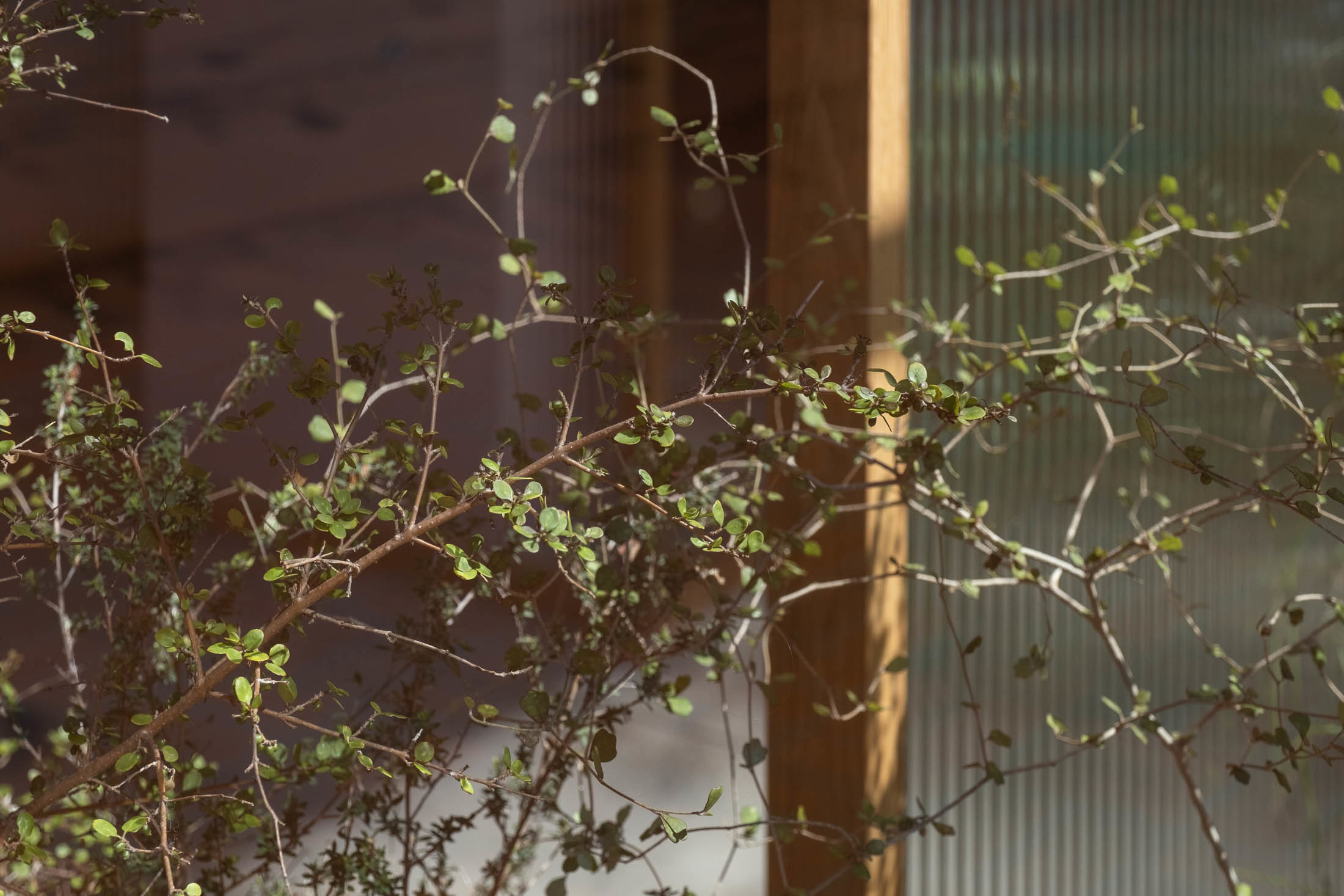 Maggie Marilyn - Xanthe White Design-9