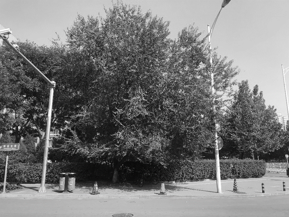 北京海淀上地 U 型路改造丨中国北京丨易兰规划设计院-68