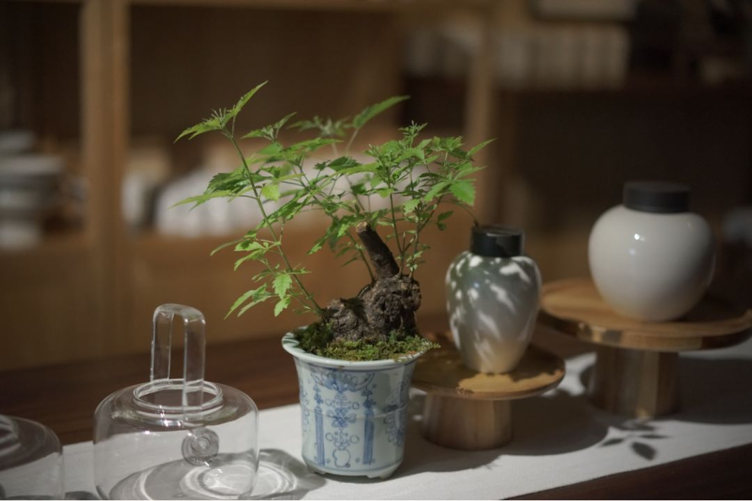 夏日茶室 | 绿色与自然的完美融合-15