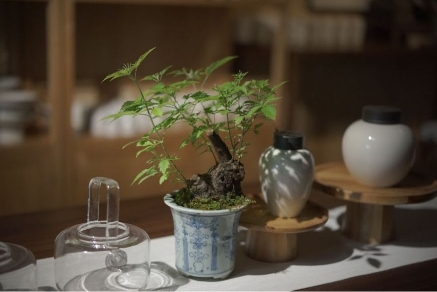 夏日茶室 | 绿色与自然的完美融合-15