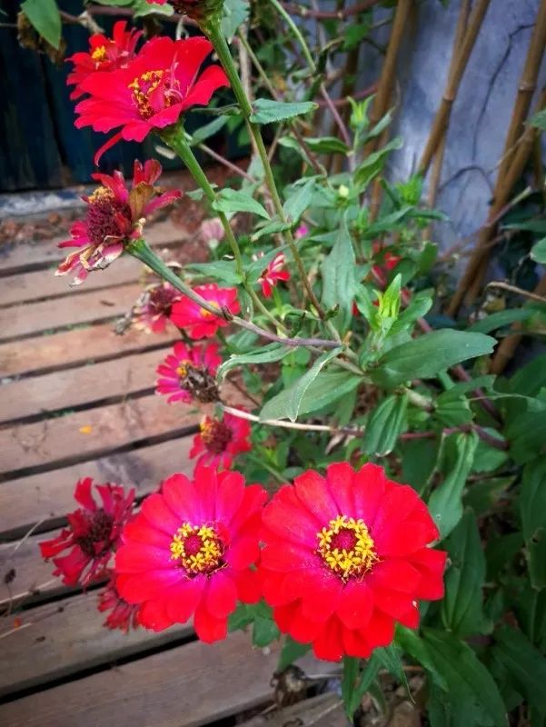 不惑之年，他自己动手建了一座楼顶花园，养花种菜喂鱼……-124