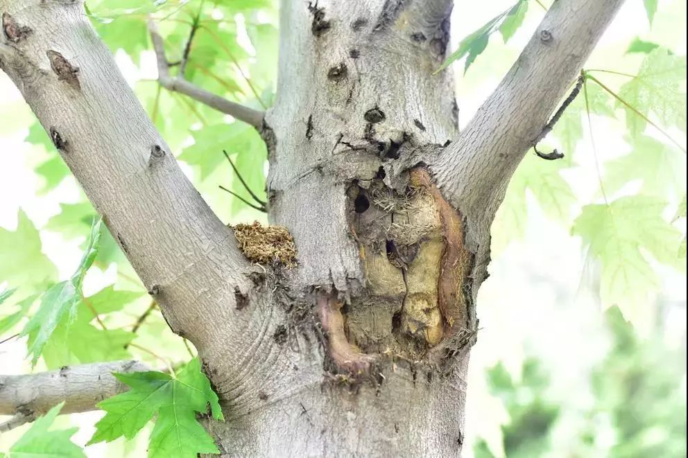 春日园林养护攻略 | 四月份苗木养护指南-26