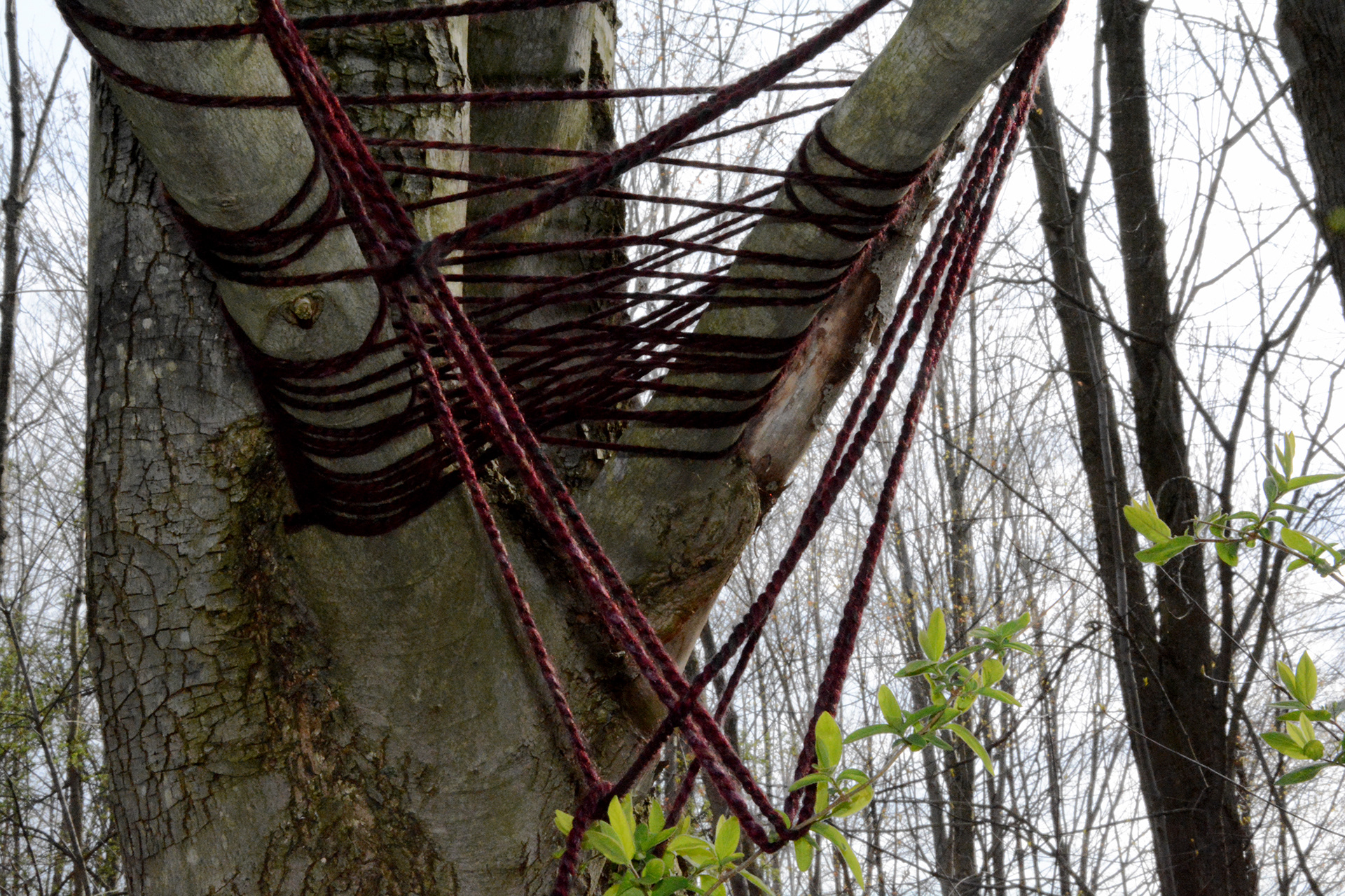 自然界中隐藏的线条-2