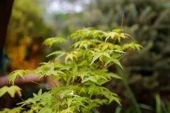 礼序东方 盛京游园 | 沈阳万科·胤樾-107