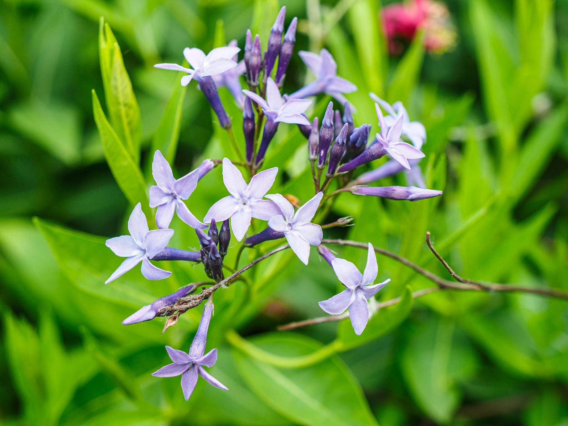Flowers!-1