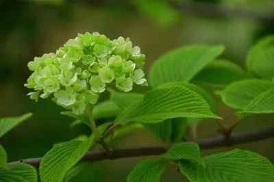 花园植物养护篇·绣球-97