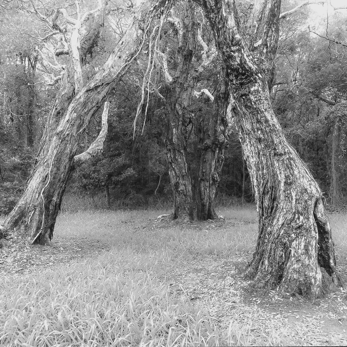 A Wet Weather Walk - Biripi Country - Fomapan 100-5